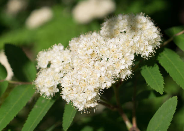 istock Beautiful white flowering shrub Spirea. nature, botanical. 1151296734