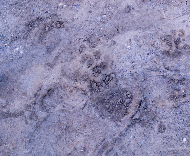 istock dog paw prints in the mud. background, natural. 1151296747
