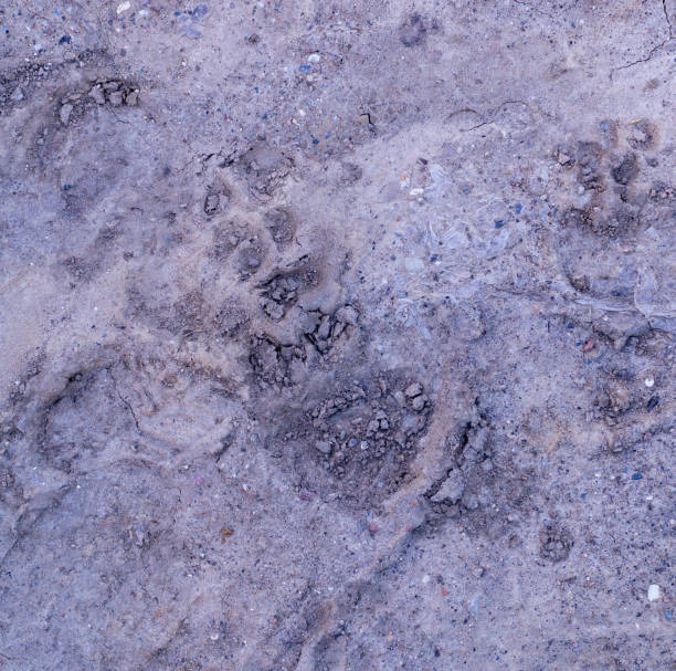 犬の足は泥の中でプリントします。背景、自然。 - paw print animal track dirt track ストックフォトと画像