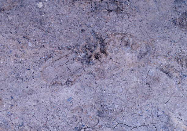 impronte di zampe di cane nel fango. sfondo, naturale. - paw print animal track dirt track foto e immagini stock