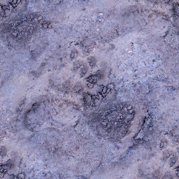 シームレスな犬の足は泥の中に印刷します。背景、自然。 - paw print animal track dirt track ストックフォトと画像