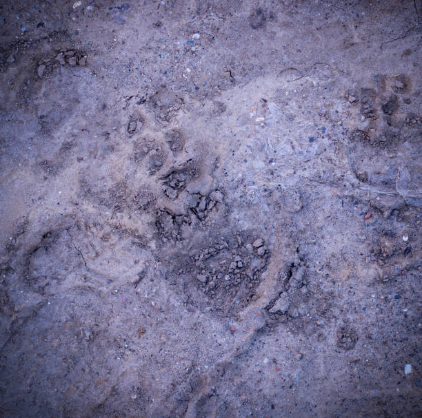 vignetted 犬の足は泥の中でプリントします。背景、自然。 - paw print animal track dirt track ストックフォトと画像