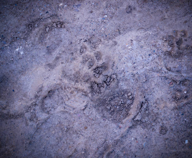 impronte di zampe di cane vignette nel fango. sfondo, naturale. - paw print animal track dirt track foto e immagini stock