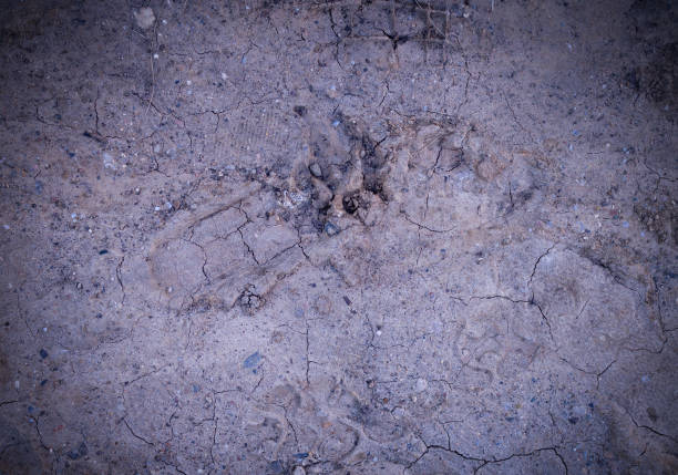 vignetted 犬の足は泥の中でプリントします。背景、自然。 - paw print animal track dirt track ストックフォトと画像