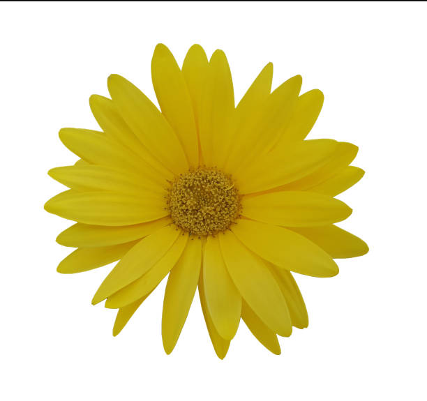 Head of Flower Arktotis isolated on white background