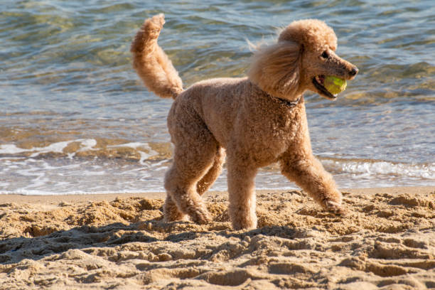 istock Giant poodle plays on beach 1151297550