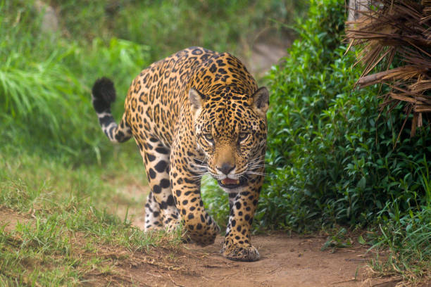 jaguar - zoo animal spotted undomesticated cat zdjęcia i obrazy z banku zdjęć