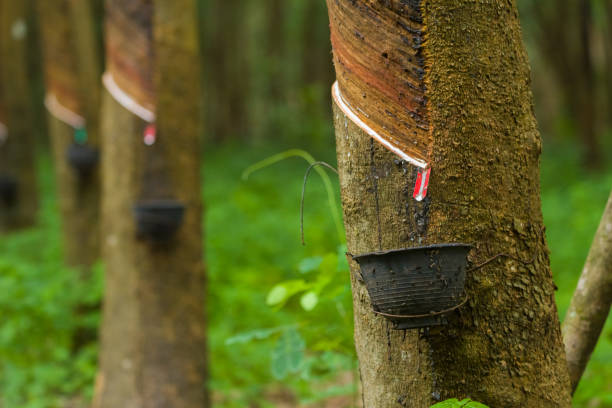 View of plantation rubber trees in Thailand stock photo