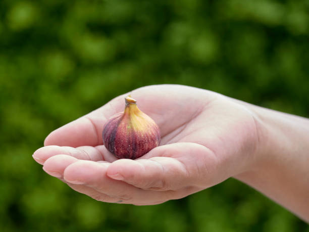 istock Hands holding a fresh fig the background of green grass 1151299104