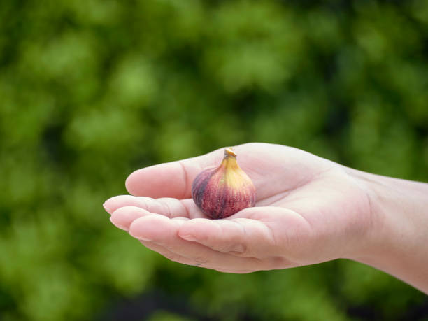 istock Hands holding a fresh fig the background of green grass 1151300229