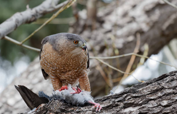 A Cooper's hawk feasts on a Eurasian collared dove at Lion's Park in Cheyenne, Wyoming Males are the nest builders of this species. galapagos hawk stock pictures, royalty-free photos & images