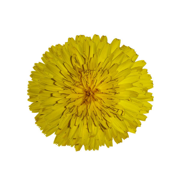 focus on stamen