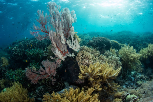 istock Gorgeous Corals in Komodo National Park 1151305198