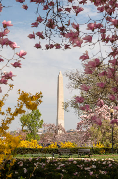 pomnik waszyngtona otoczony marcowymi wiosennymi kwiatami - day washington state vertical outdoors zdjęcia i obrazy z banku zdjęć