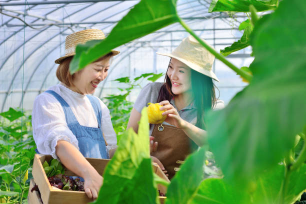 istock Two Women Working in Vegetable Greenhouse 1151308243