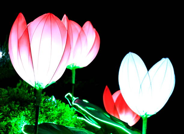 istock Lotus Lantern shining brightly on a dark night 1151312047