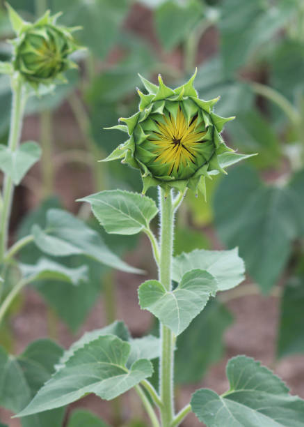 istock Sunflower Bud in field 1151312371