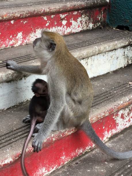 istock Monkey love at the Batu Caves Kuala Lumpur 1151313184