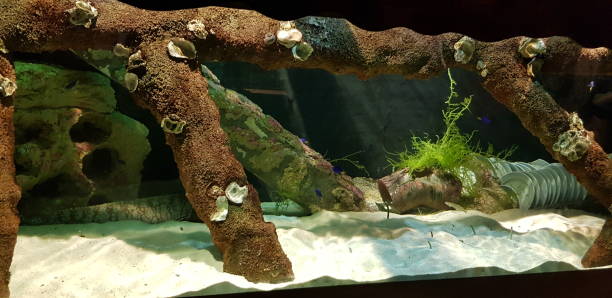 istock Coral in cylindrical aquarian in Kuala Lumpur 1151313275