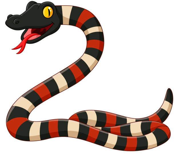 ilustrações de stock, clip art, desenhos animados e ícones de cartoon coral snake on white background - snake cobra cartoon rattlesnake