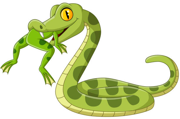 Cartoon green snake eating a frog Vector illustration of Cartoon green snake eating a frog Boa stock illustrations