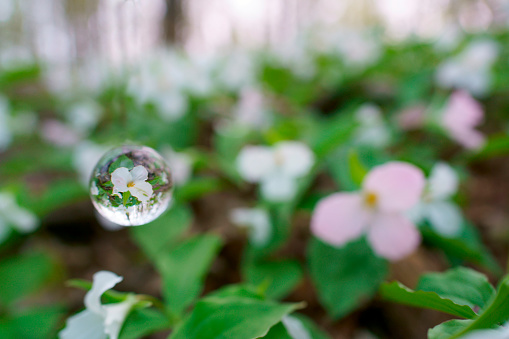 Glassball in front of a Trillium flower