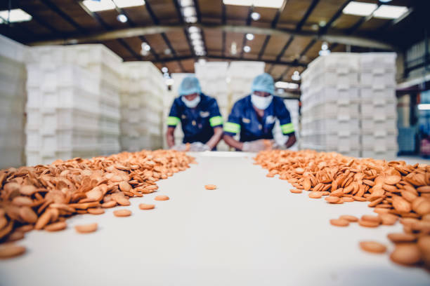 istock Production Line Worker Collecting the Freshly Baked Biscuits 1151314955