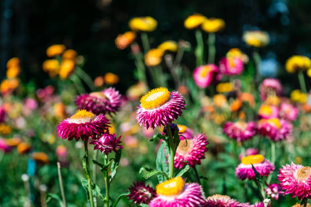 istock Beautiful Straw flowers 1151315703