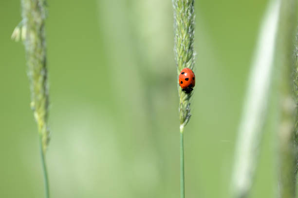istock Ladybug on grass in a meadow on a sunny day close up 1151315920