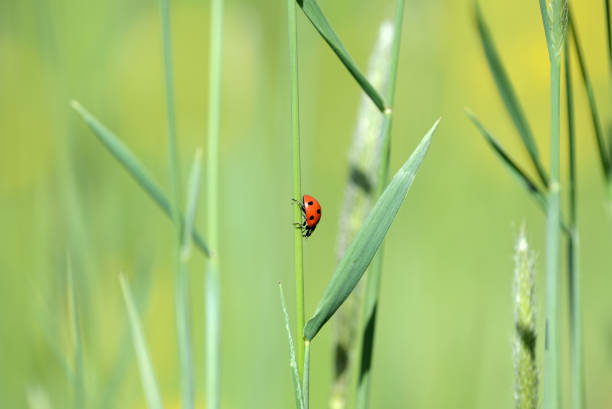 istock Ladybug on grass in a meadow on a sunny day close up 1151315929