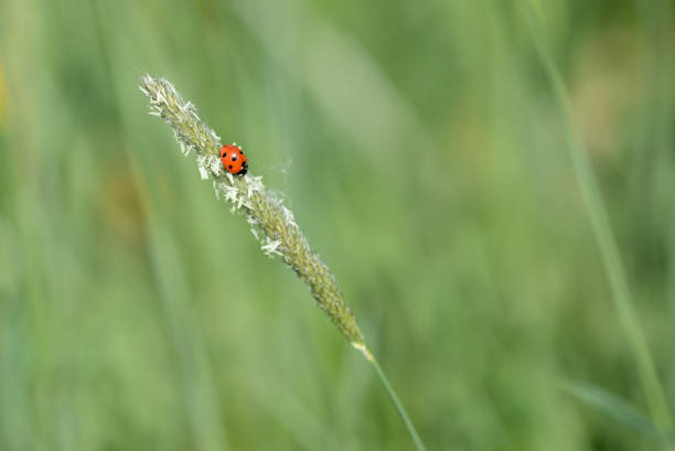 istock Ladybug on grass in a meadow on a sunny day close up 1151315933