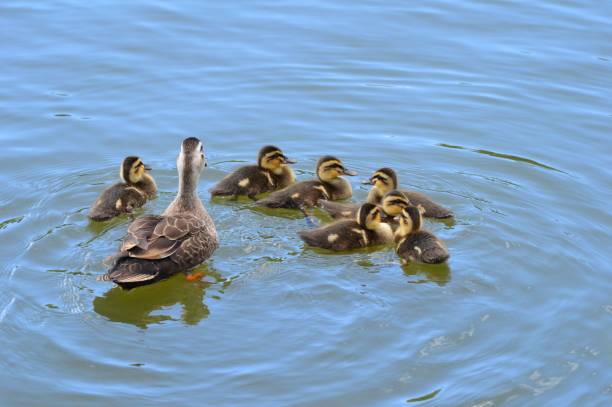 istock a family of duck 1151317045