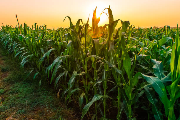 istock sunrise over the corn field 1151317931