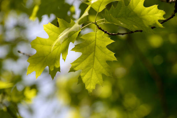 istock Oak leaves lit by the sun on a bright day close up 1151319110