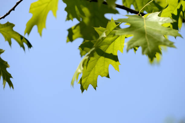 istock Oak leaves lit by the sun on a bright day close up 1151319112