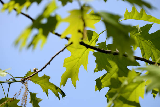 istock Oak leaves lit by the sun on a bright day close up 1151319113