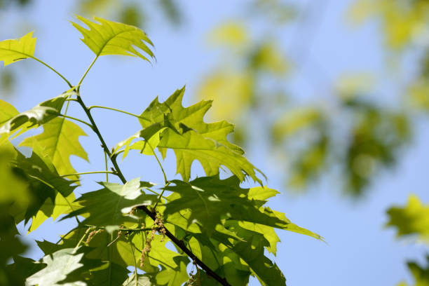 istock Oak leaves lit by the sun on a bright day close up 1151319114