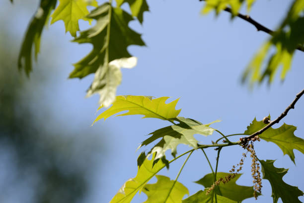 istock Oak leaves lit by the sun on a bright day close up 1151319118