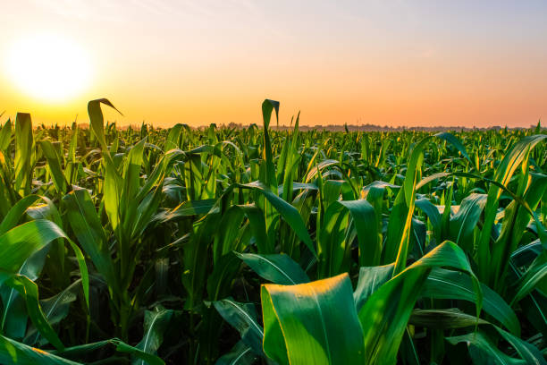 istock sunrise over the corn field 1151319161