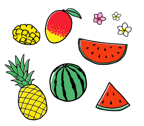 illustrations, cliparts, dessins animés et icônes de illustration de fruits tropicaux dessiné à la main - fruit drawing watermelon pencil drawing