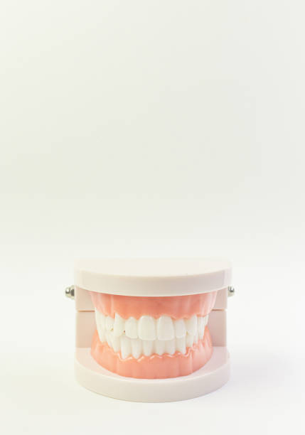 istock The Tooth model on white background for dental content. 1151319993