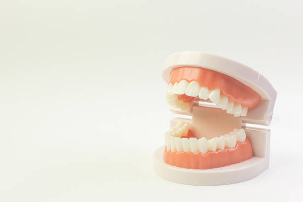 istock The Tooth model on white background for dental content. 1151320033