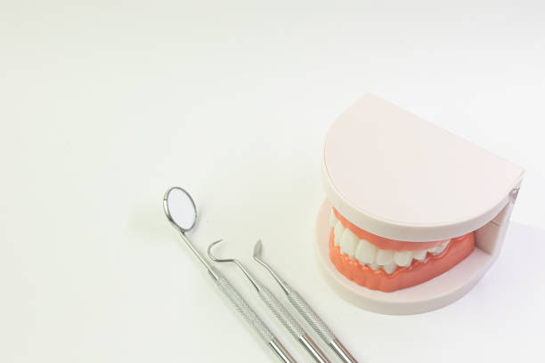 istock The Tooth model on white background for dental content. 1151320082