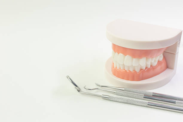 istock The Tooth model on white background for dental content. 1151320103