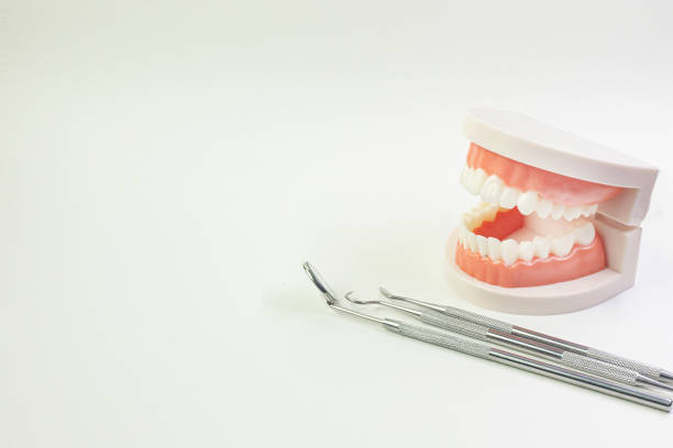 istock The Tooth model on white background for dental content. 1151320106