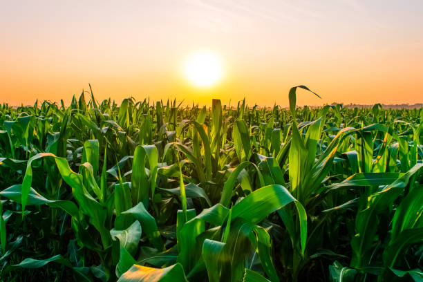 istock sunrise over the corn field 1151320158