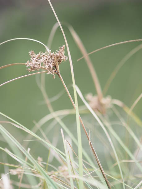 istock Dried grass flowers that are on the trunk space for write 1151321856