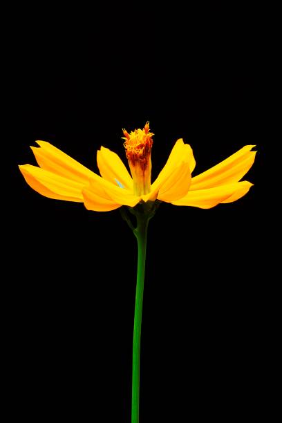istock Closed up yellow flower with pollen - black background. 1151321882