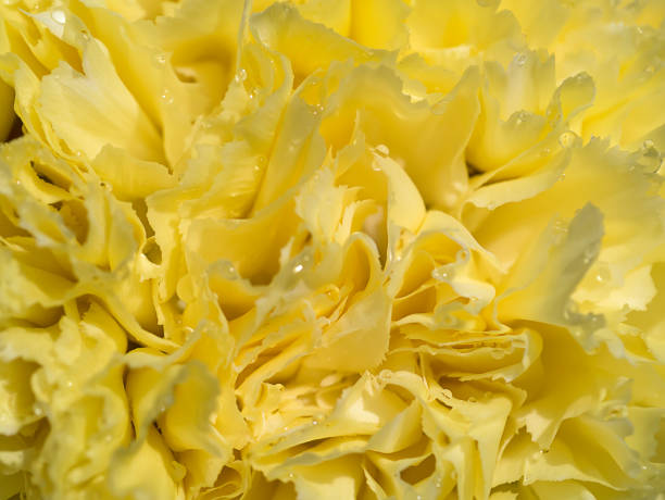 istock Close up of yellow carnation 1151322173
