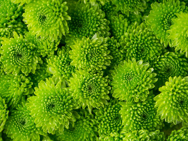 istock Close up dark green Chrysanthemum flower. 1151322216